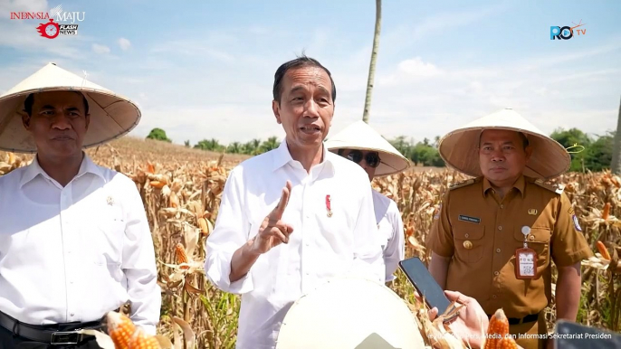 Tinjau Panen Jagung di Boalemo, Presiden Dorong Peningkatan Produksi dan Kesejahteraan Petani