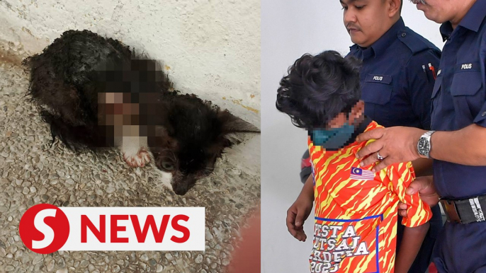 Boy, 13, pleads guilty to setting kitten on fire