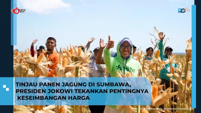 Presiden Jokowi Tinjau Langsung Panen Jagung di Sumbawa, Tekankan Keseimbangan Harga