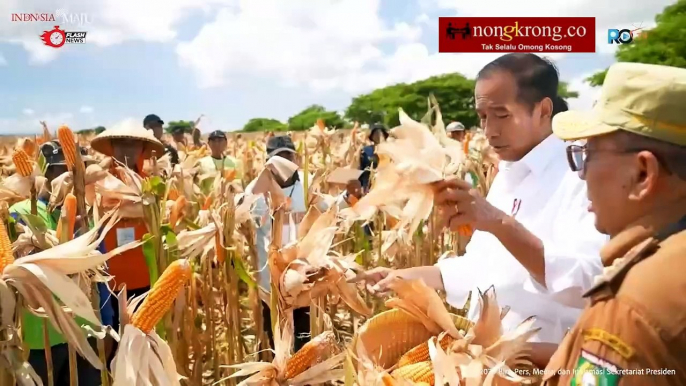 Jokowi Panen Jagung di Sumbawa