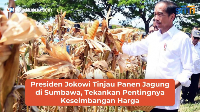 Presiden Jokowi Tinjau Panen Jagung di Sumbawa, Tekankan Pentingnya Keseimbangan Harga