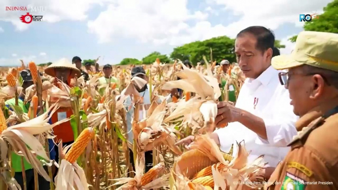 Presiden Jokowi Tinjau Panen Jagung di Sumbawa Tekankan keseimbangan harga