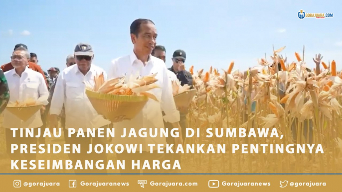 TINJAU PANEN JAGUNG DI SUMBAWA, PRESIDEN JOKOWI TEKANKAN PENTINGNYA KESEIMBANGAN HARGA