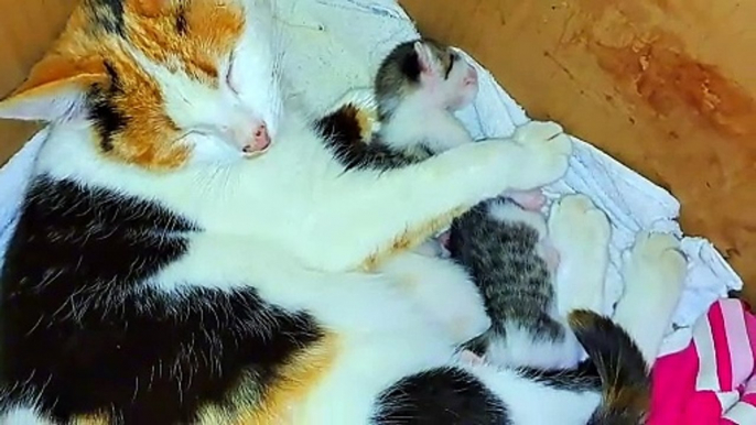 A mother cat feeds her baby kittens.  Cute, baby cats are beautiful.