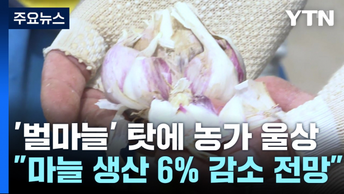 '벌마늘'에 마늘 생산 6∼7% 감소 전망..."당장은 괜찮다지만" / YTN