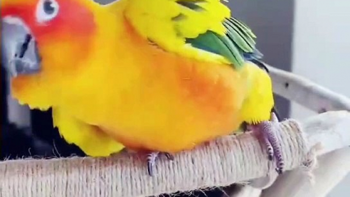 Cute Birds | Funny Birds | Wildlife | Bird | Entertainment | Pets | Birds Singing | Birds Scraping | Funny Videos | Beautiful Birds | Shorts