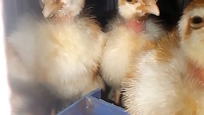 Hens Babies Drinking Water