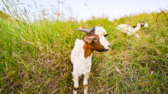 Boer goats are weed controllers | The Land