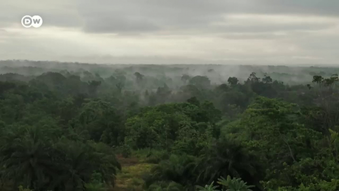 La sobreproducción impide a muchos campesinos vender la coca que cultivan