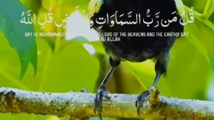 Beautyfull bird vedio and tilawate. Quran