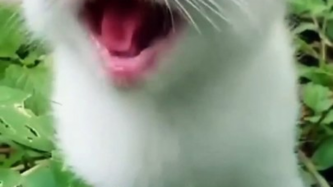 Cat Meowing Cat Sound  Cute Cat Videos #shorts #cat #cats #dog #puppy #catlover #catfunnyshorts