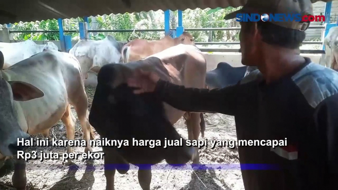 Harga Sapi di Mandailing Natal Naik Rp3 Juta, Permintaan Pembeli Masih Sepi