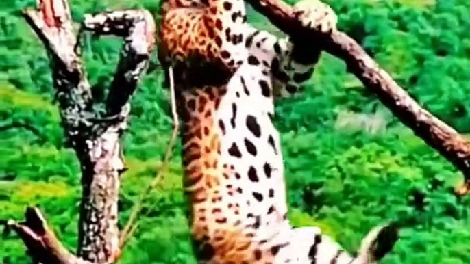 Funniest Animals 2023 - Funny jeeta and  - This video highlights some of the funniest moments captured with cats and dogs in 2023. See it here​ (YouTube)​.  Enjoy watching these videos for a good laugh!