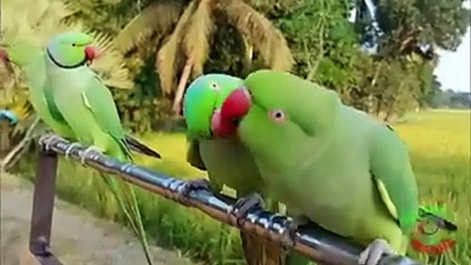 Ringneck_Parrot_Videos_Compilation(240p)