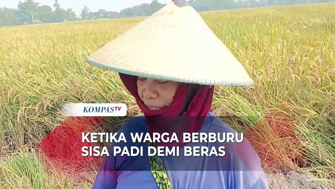 Menjadi Saksi Warga Mengais Padi Sisa Panen dari Sawah Orang Lain