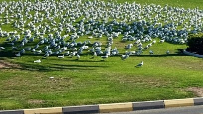 Feathered Travelers: Migratory Birds in UAE