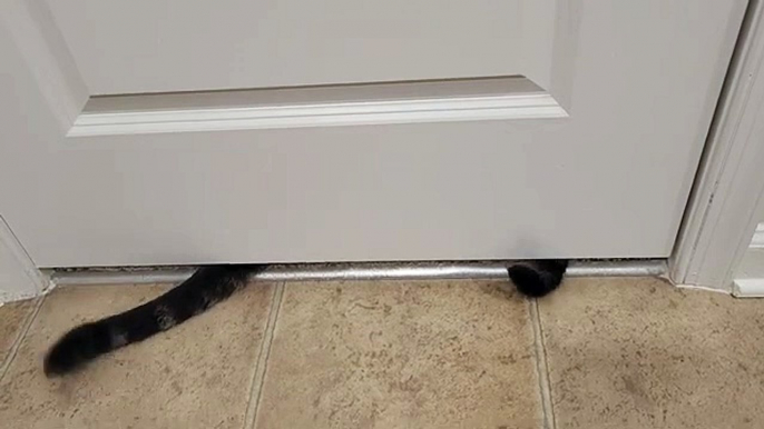 Cats Say Hi Using Tail, Surprise is At the End