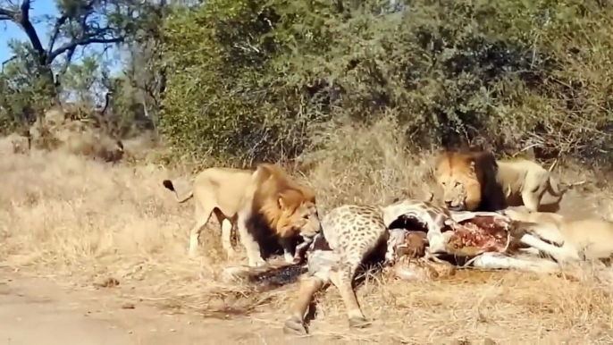 Mother's Power ! Giraffe Alone Defeats A Herd Of Lions - Painful Ending For The Lions Of Gluttony|قوة الأم! الزرافة وحدها تهزم قطيع الأسود - نهاية مؤلمة لأسود الشراهة|मातृशक्ति! जिराफ़ ने अकेले ही शेरों के झुंड को हरा दिया - लोलुपता के शेरों का दर्दनाक अं