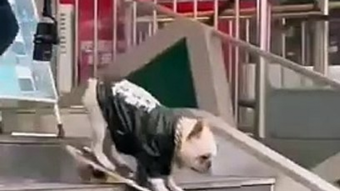 Funny entertainment video funny video pitbull dog at human level  skateboarding #animal #pets #dog