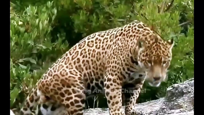 Leopard Attacks Eagle - Injured Mother Leopard Still Ferociously Chases The Eagle to Protect Her Cub|نمر يهاجم نسرًا - النمر الأم المصاب لا يزال يطارد النسر بشراسة لحماية شبلها|ಚಿರತೆ ಹದ್ದಿನ ಮೇಲೆ ದಾಳಿ - ಗಾಯಗೊಂಡ ತಾಯಿ ಚಿರತೆ ಇನ್ನೂ ತನ್ನ ಮರಿಯನ್ನು ರಕ್ಷಿಸಲು ಹದ್ದನ