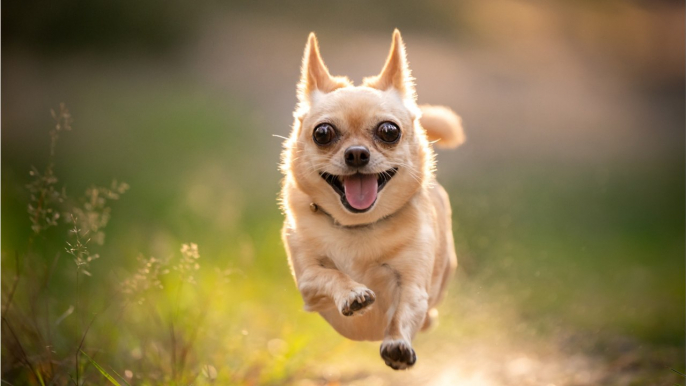 Herrchen verunglückt: Hund läuft mehrere Kilometer, um Hilfe zu holen