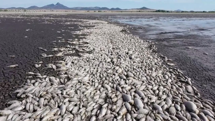 Mueren miles de peces en laguna afectada por sequía en norte de México
