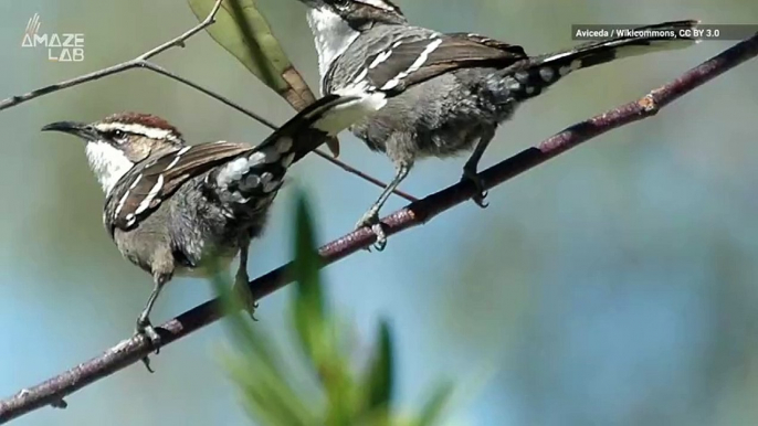 Climate Change Can Cause Birds to Alter Their Behavior in the Wrong Direction