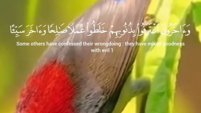 Tiawat.e. quran  and Beautyfull bird vedio