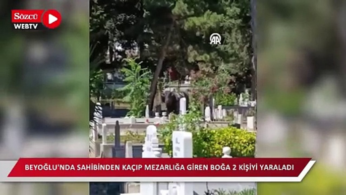 Beyoğlu'nda sahibinden kaçıp mezarlığa giren boğa 2 kişiyi yaraladı