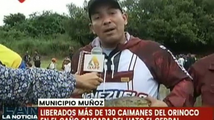 Apure | Más de 130 caimanes del orinoco fueron liberados en el Caño Caicara del Hato