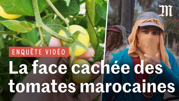 Enquête sur la face cachée des tomates marocaines qui inondent l’Europe : enquête sur une main-d’œuvre à bas coût