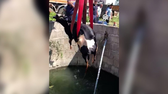 Su kuyusuna düşen inek kurtarıldı