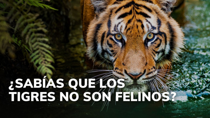 ¿Sabías que los tigres no son felinos?