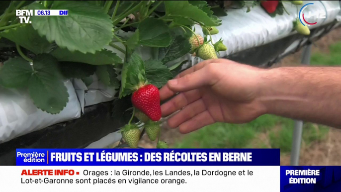 Artichauts, asperges, fraises, framboises... À cause des fortes précipitations, les récoltes de certains fruits et légumes sont en berne