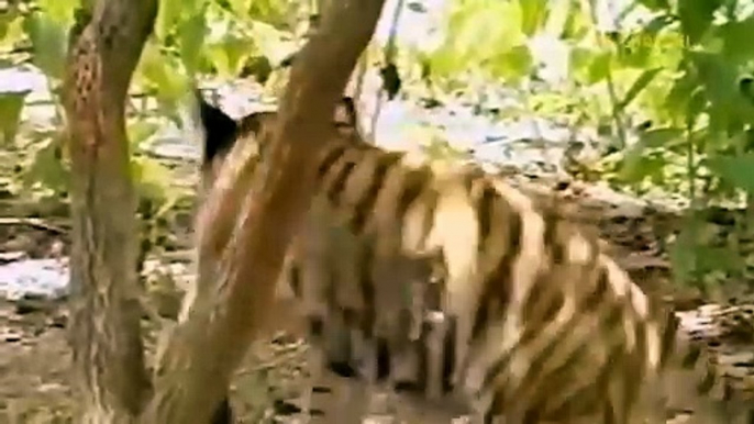 Gorillas Are Too Intelligent! Tiger Failed Miserably When Confronting The Wisest Monkey In The World|الغوريلا أذكياء للغاية! فشل النمر فشلاً ذريعاً عند مواجهة أحكم قرد في العالم|गोरिल्ला बहुत बुद्धिमान होते हैं! दुनिया के सबसे बुद्धिमान बंदर का सामना करते