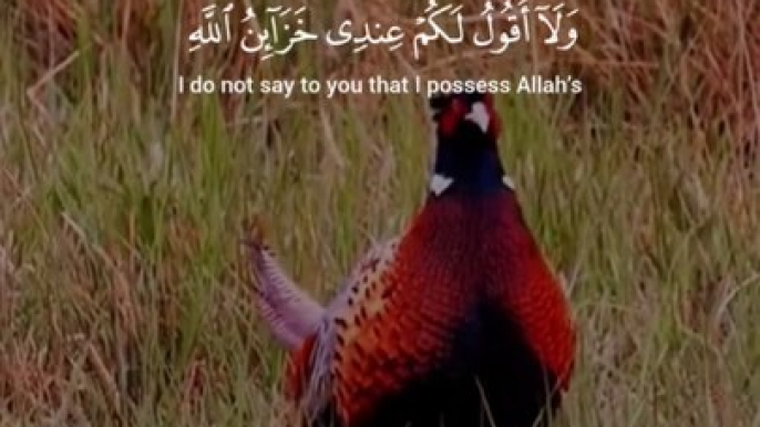 Beautyfull bird and tha holly quran english translate bastard vioce