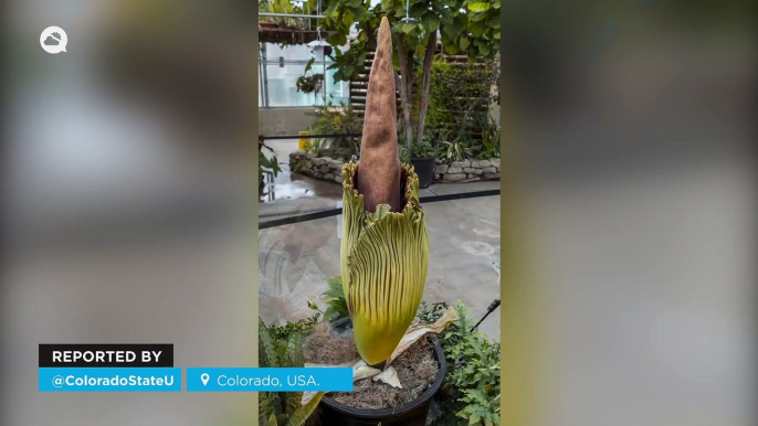 A rare corpse flower blooms eight years later in Colorado, USA