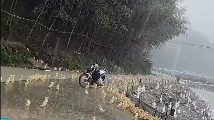 Ces bébés canards prennent leur pied sous la pluie... trop mignon