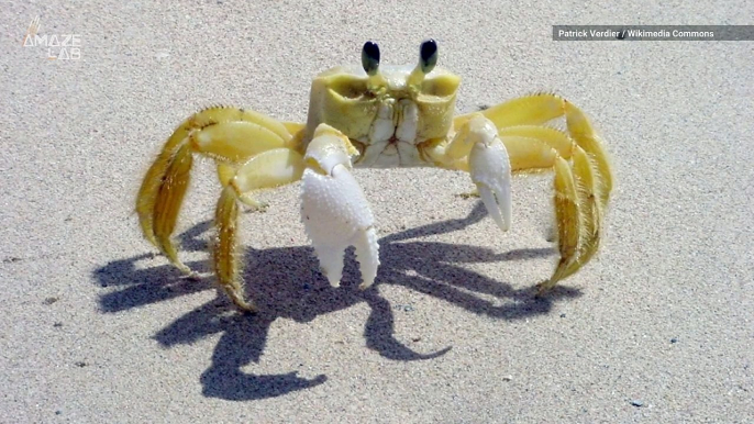 Did You Know Ghost Crabs Have Teeth in Their Stomach?