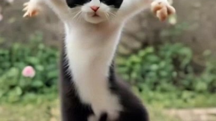 Funny cat dance   ...#cat #cats #of #catstagram #catlover #catlife #instagram #catlovers #kitten #instacat #kitty #pet #cute #love #meow #dog #catoftheday #pets #kittens #gato #animals #catlove #animal #cutecat #world #gatos #petsofinstag