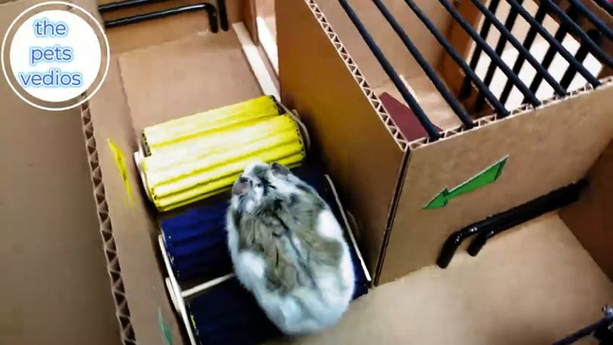 Hamster escapes the awesome maze for Pets in real life  in Hamster stories