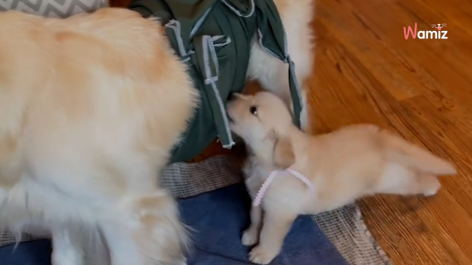 Golden-Retriever-Welpe, der sauer ist, dass keine Milch mehr kommt, bringt alle zum Schmunzeln