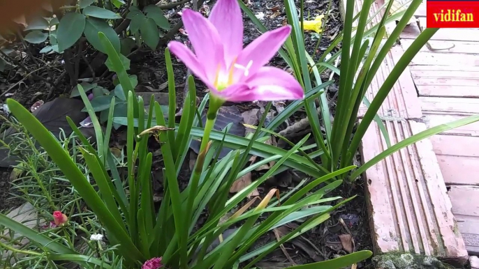 Narcissus tazetta flower