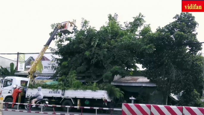 tree cutting in the city