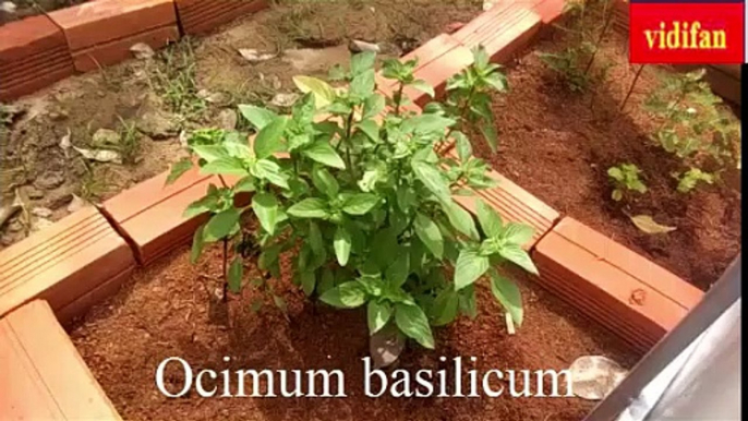 uses of Ocimum basilicum