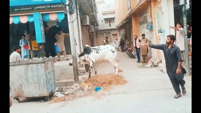 Eid Ul Adha I Qurbani I Angry Dangerous Cow I Man Hit By Cow