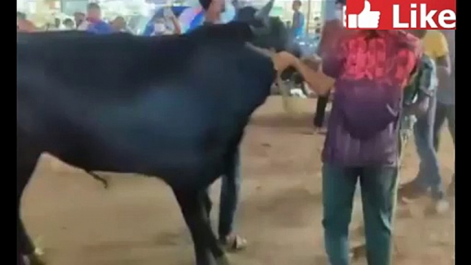 Eid Ul Adha I Qurbani I Angry Dangerous Man Kicked By Black Cow Mandi