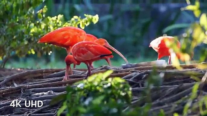 Colorful Birds in 4K - Planet Earth 4K - Beautiful Bird Sounds Nature Relaxation 4K UHD 60 FPS