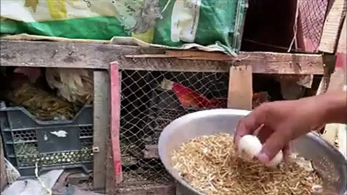 100 Chicks With 3 Beautiful Broody hens - 3 Hens Harvested Eggs to 100 Baby chicks