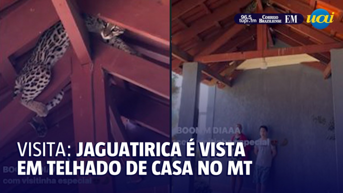 Jaguatirica é vista em telhado de casa no Mato Grosso